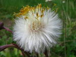 پای کره اسبی